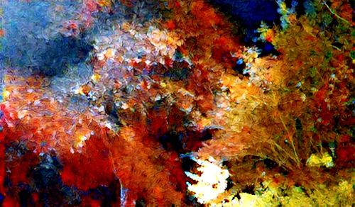 Full frame shot of coral in sea