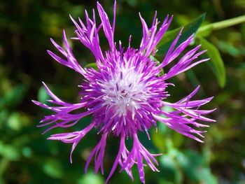 Close-up of purple thistle flower