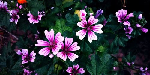 Close-up of pink flowering plants