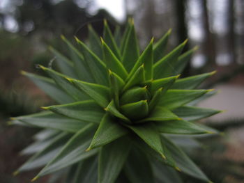 Close-up of succulent plant