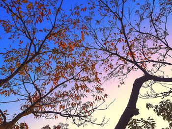 Low angle view of bare tree against blue sky
