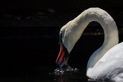 Close-up of swan swimming in lake