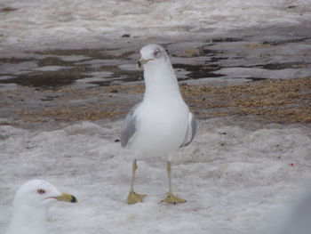 Seagull perching on a land