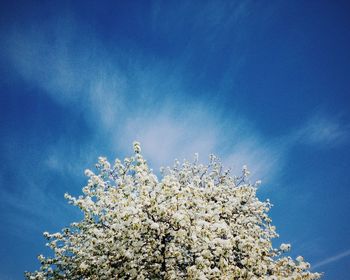 Low angle view of flowering tree against cloudy sky
