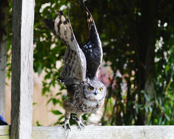 Owl with spread wings on wooden structure