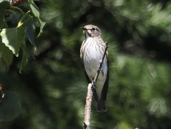 Close-up of bird perching on tree