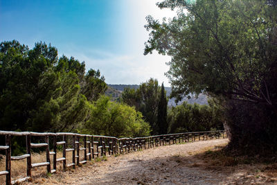 Scenic view of forest against sky