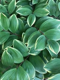 Full frame shot of green leaves