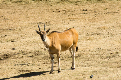 Side view of horse standing on field