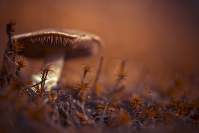 Close-up of mushrooms