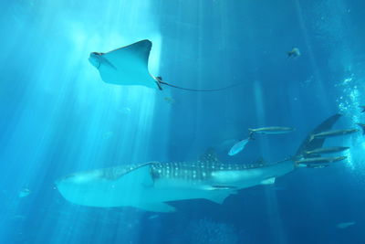 Fish swimming in sea