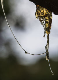 Close-up of water drops on twig