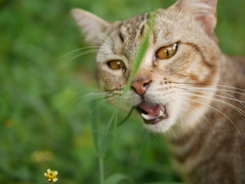 Close-up portrait of cat