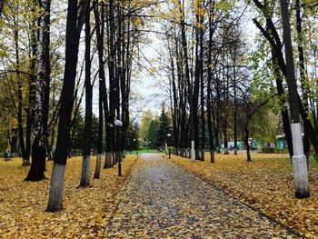 Footpath amidst trees in park during autumn
