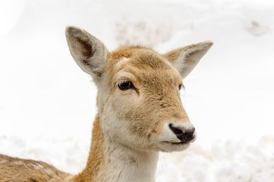 Close-up of deer on snow covered land