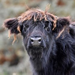 Close-up portrait of highland cattle