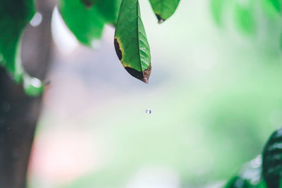 Close-up of water drop on leaf