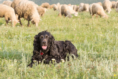 View of a dog on field