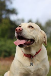 Close-up of dog sticking out tongue