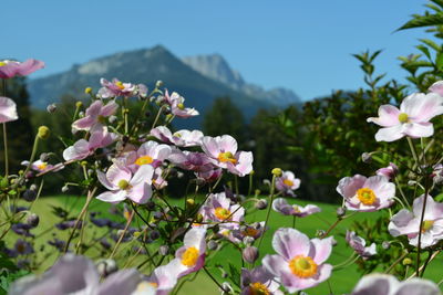 Close-up of pink flowers blooming outdoors