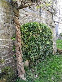 Close-up of ivy growing on tree