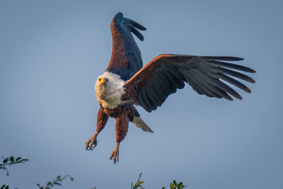 Low angle view of bird flying against clear sky