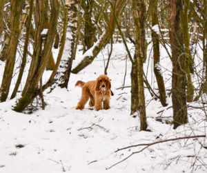 View of a dog on snow covered land