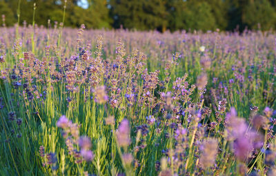 Close-up of purple flowering plants on field