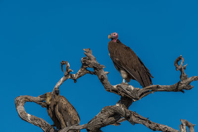 Low angle view of vultures perching on bare tree against clear blue sky