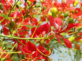 Close-up of red leaves