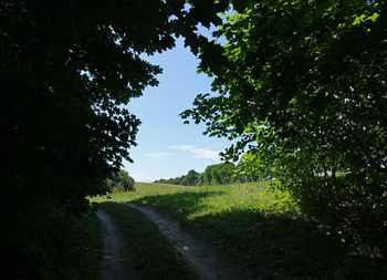 Dirt road amidst trees on field against sky