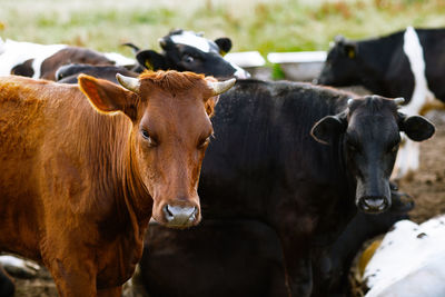 Portrait of cow