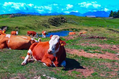 Cows on field against sky