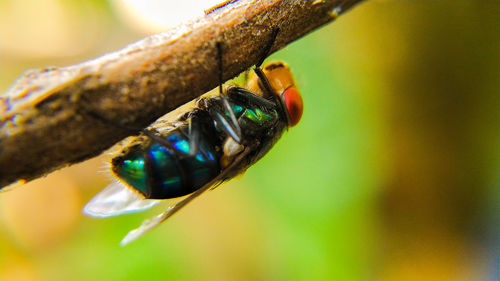 Close-up of insect on leaf