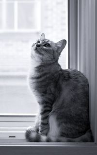 Cat sitting on window sill at home