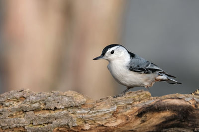 Close-up of bird perching on rock