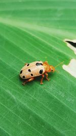 Close-up of ladybug on leaf