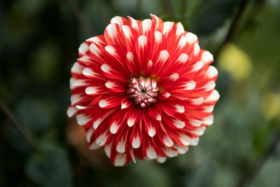 Close-up of red flower blooming outdoors