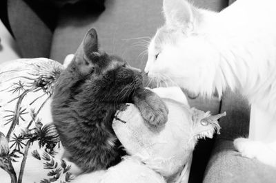 Cats nose to nose