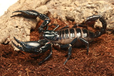 Close-up of insect on land