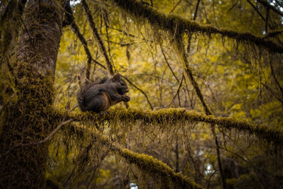 Monkey in a forest