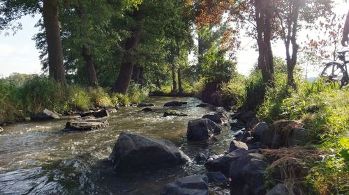 Scenic view of river amidst trees in forest