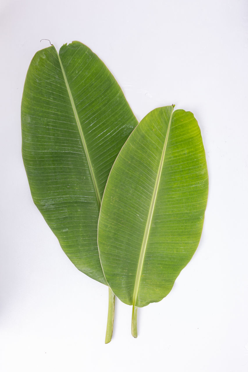 CLOSE-UP OF FRESH GREEN LEAF AGAINST WHITE BACKGROUND