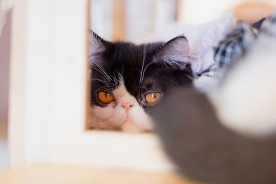 Portrait of cat lying down