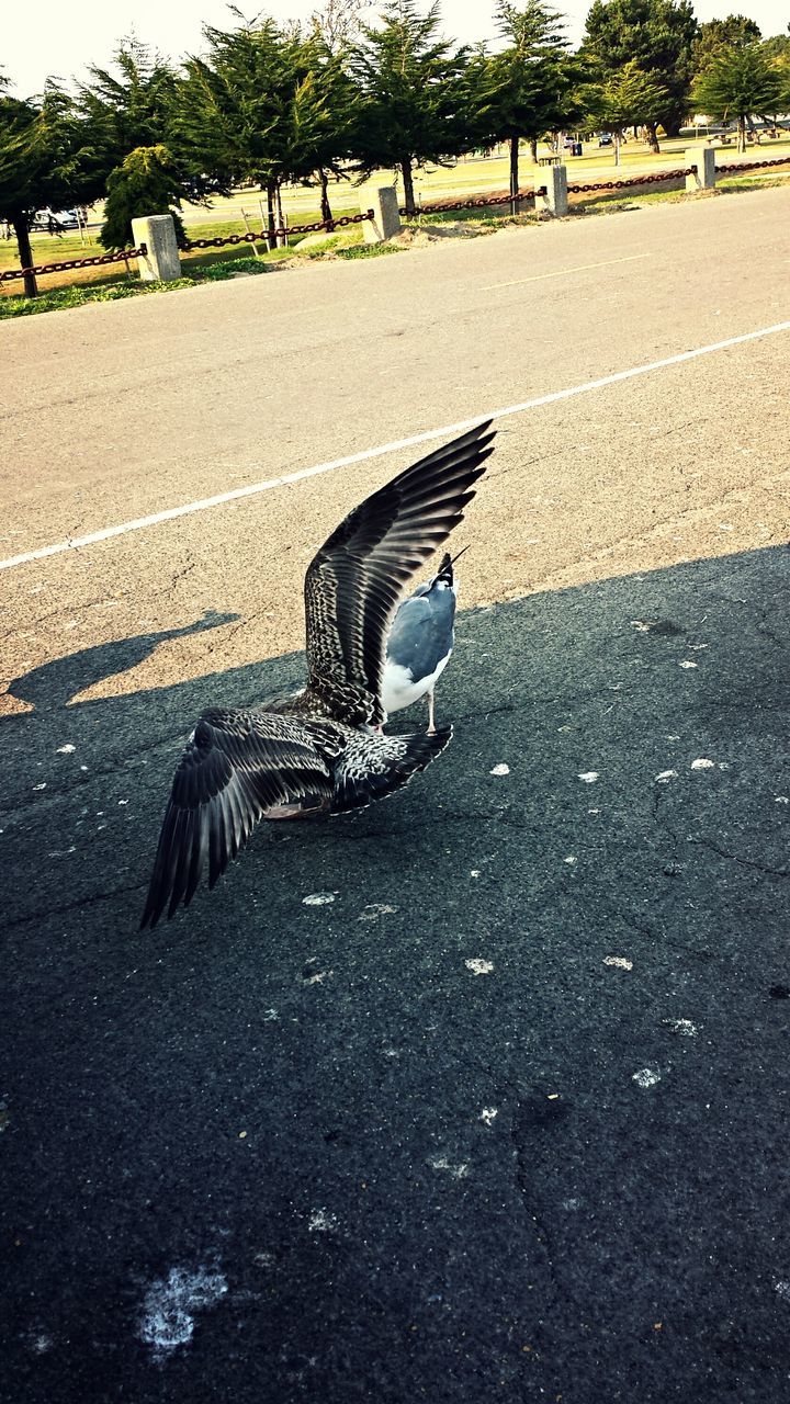 animal themes, street, one animal, road, wildlife, animals in the wild, asphalt, transportation, outdoors, day, mammal, bird, cobblestone, sunlight, shadow, pigeon, domestic animals, footpath, side view, walking