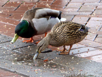 High angle view of duck