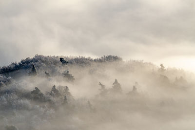 Scenic view of trees against sky during foggy weather