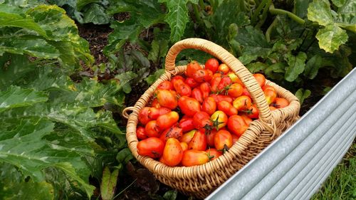 High angle view of fruits in basket