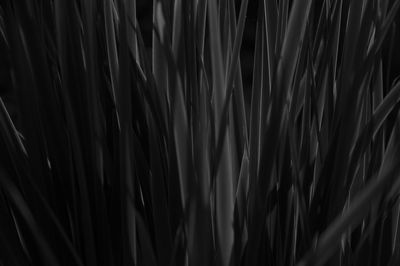 Extreme close up of leaf