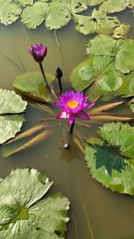 Purple water lily in lake